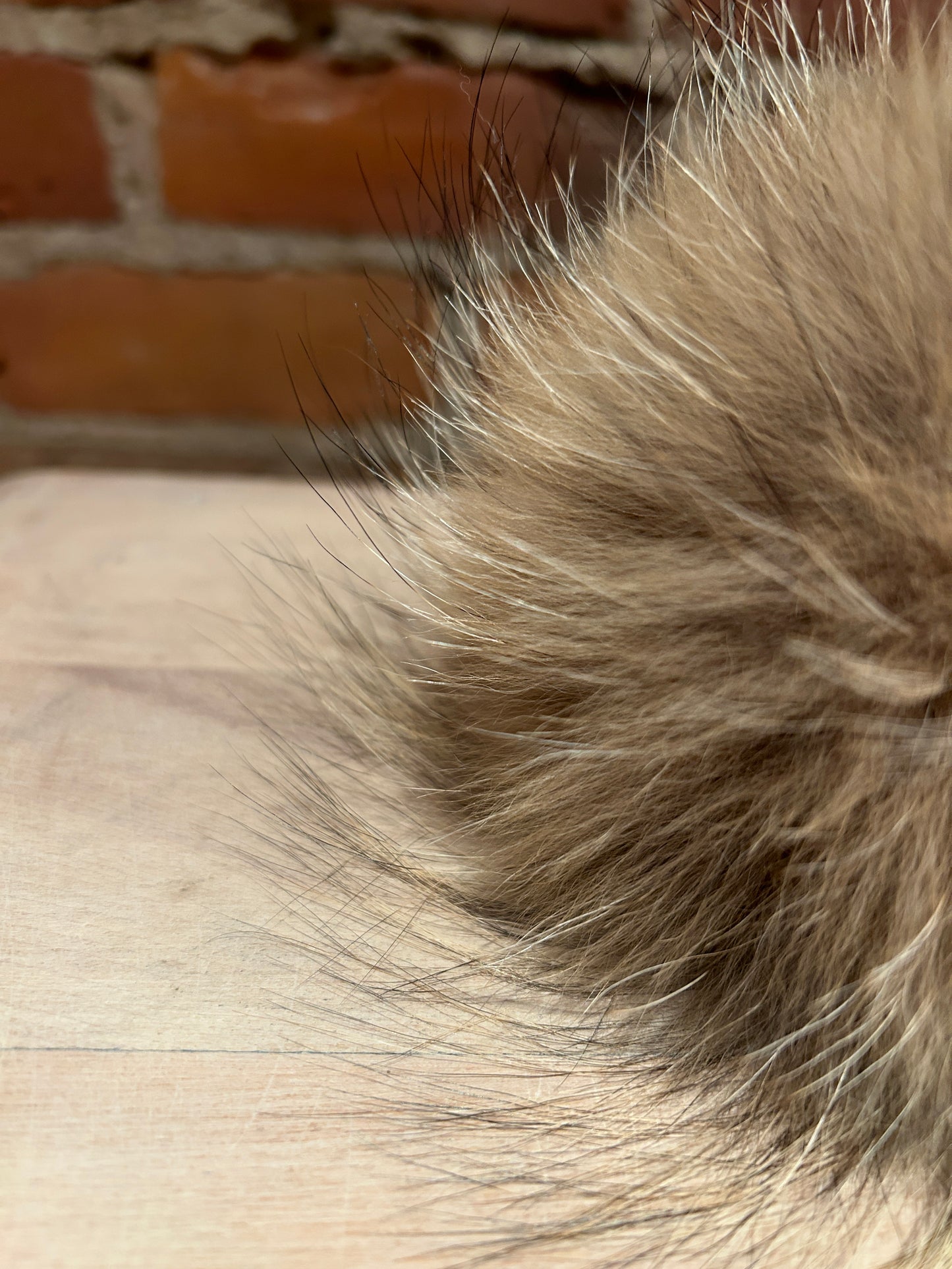 Golden Beige Coyote Fur Pom, 5.5 Inch